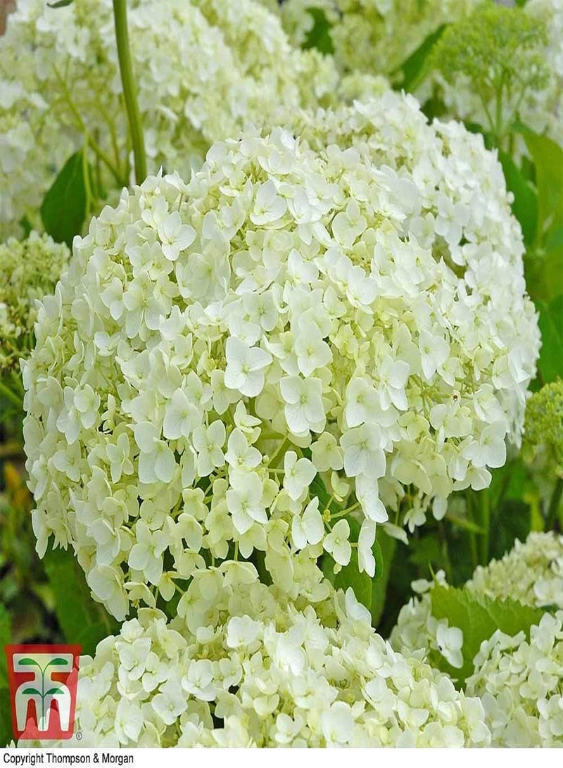 جي جوت 10 قطع من بذور زهرة الكوبية البيضاء النادرة "آنابيل"، زهرة كروية ضخمة، معمرة قوية للأحواض/الفناء/الشرفة - Image 2