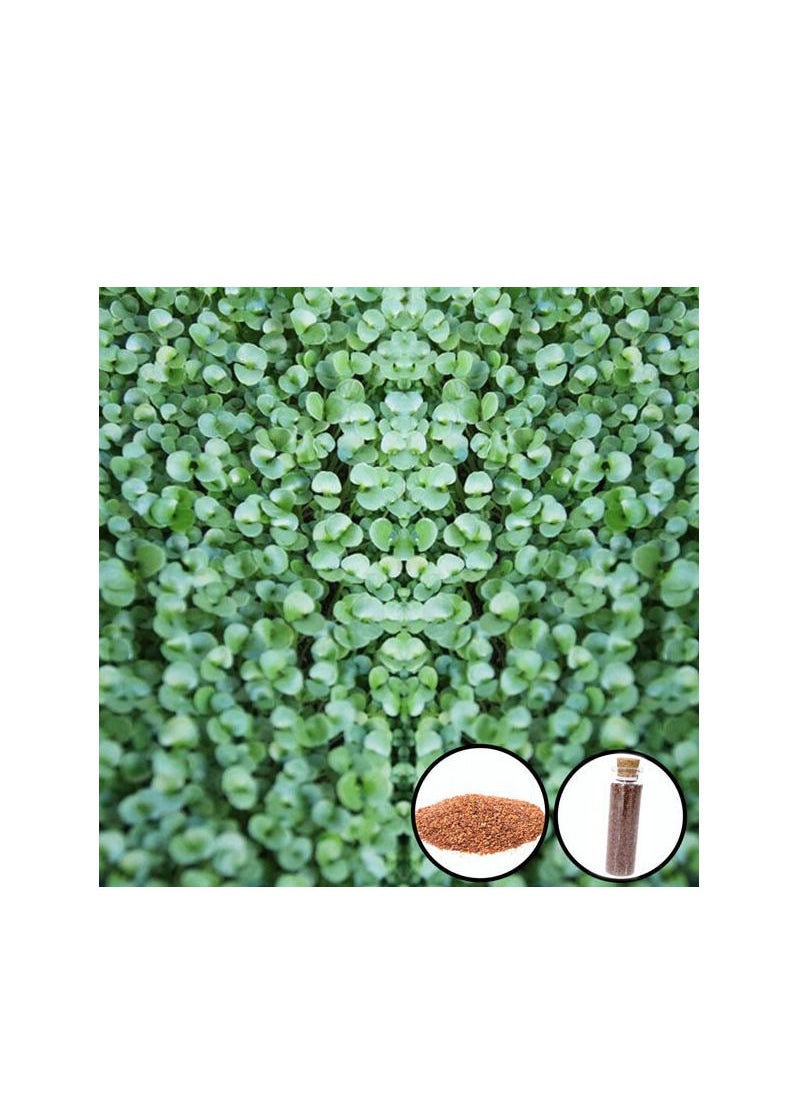 Aquarium Seeds Double Leaf Grass Big 15ml