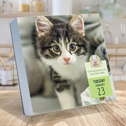 TF PUBLISHING 2024 Cat A Day Daily Desktop Calendar | Home and Office Organization | Over 300 Full-Color Easy Tear-Off Pages | Attached Fold-Out Cardboard Easel for Desks | 5.25” x 5.25” - Image 3