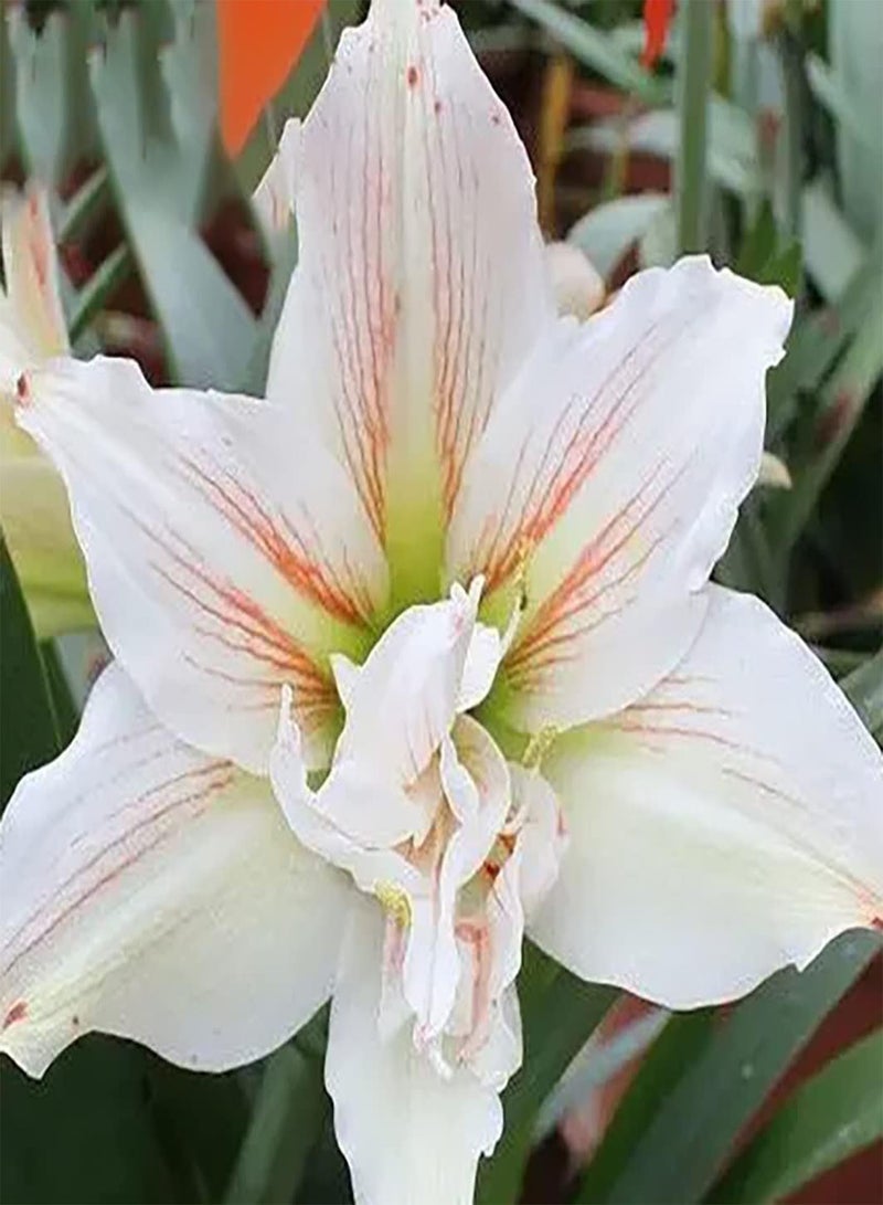 GGOOT 2Stück Amaryllis Zwiebeln in gemischten Farben Heimdekoration ziehen Bienen Schmetterlinge an und schaffen eine einzigartige künstlerische Landschaft die für jeden geeignet ist der wartungsarm - Image 2
