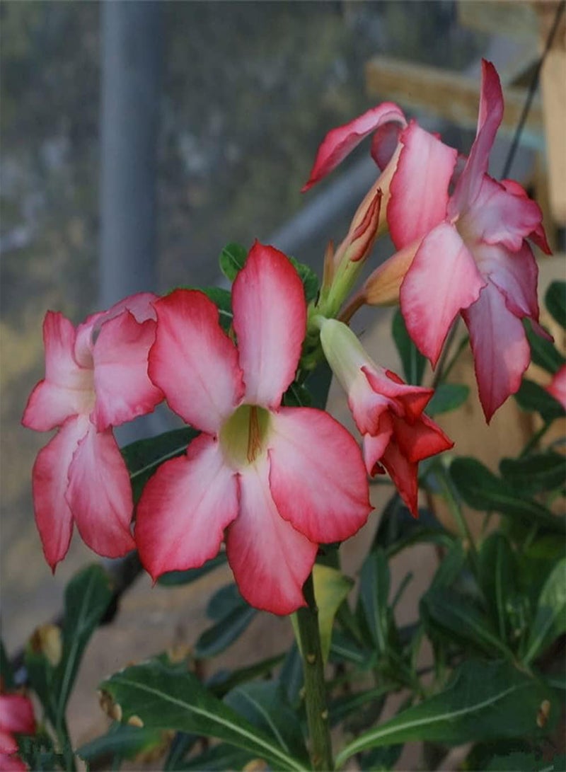 GGOOT 5Pcs Desert Rose Seeds Perennial Heirloom Flower Seed for Home Garden Planting Unique Gardening Decoration Loved by People - Image 2