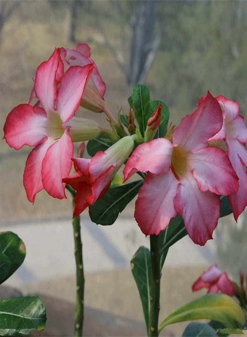 GGOOT 5Pcs Desert Rose Seeds Perennial Heirloom Flower Seed for Home Garden Planting Unique Gardening Decoration Loved by People - Image 3