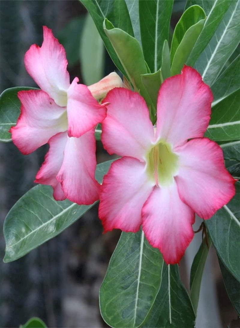 GGOOT 5Pcs Desert Rose Seeds Perennial Heirloom Flower Seed for Home Garden Planting Unique Gardening Decoration Loved by People - Image 1