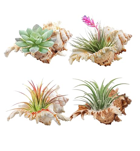 YZHZOM 4 Pack 45 inches Conch Shells for Decorating air Plant Holders Unique Succulent Pot Betta Fish Tank Decoration Aquarium dcor Fish House for Aquarium Beach Theme Party No Plants - Image 1