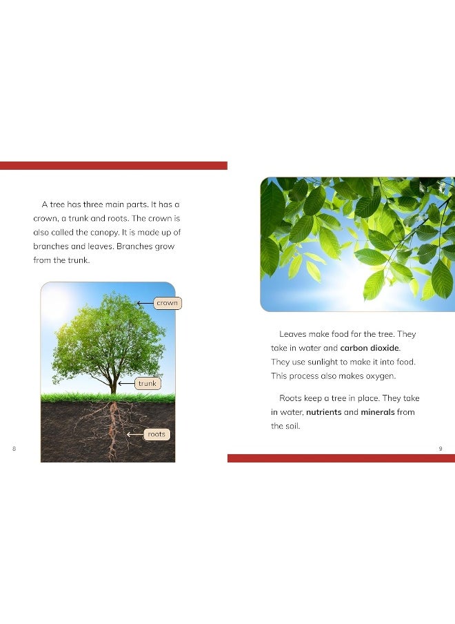 Why Do We Need Trees?  - Image 4