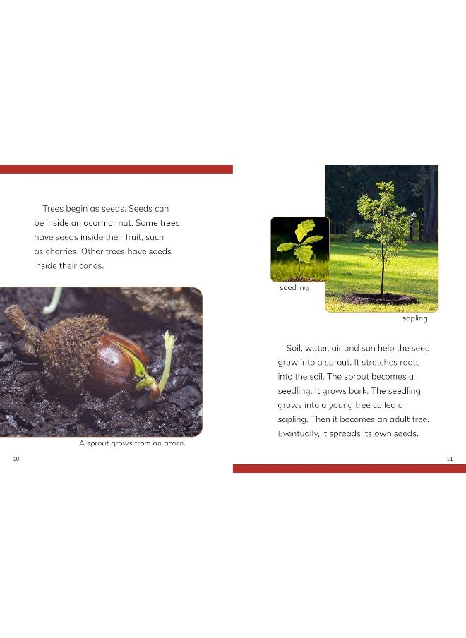 Why Do We Need Trees?  - Image 5