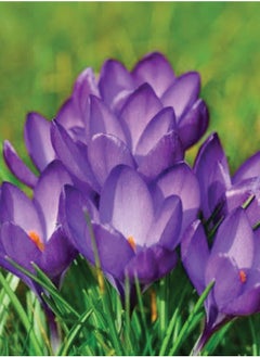 Crocus Flower Bulbs - 4 Pcs Saffron Bulbs Crocus Sativus Flower Seeds