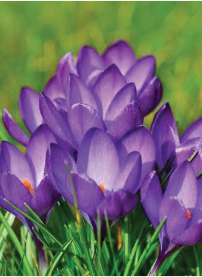 Generic - Crocus Flower Bulbs - 4 Pcs Saffron Bulbs Crocus Sativus Flower Seeds - Image 1
