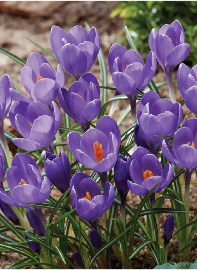 Generic - Crocus Flower Bulbs - 4 Pcs Saffron Bulbs Crocus Sativus Flower Seeds - Image 1