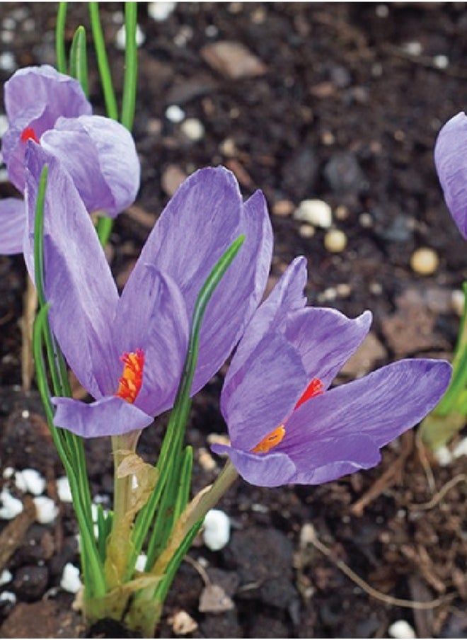 Generic - Crocus Flower Bulbs - 4 Pcs Saffron Bulbs Crocus Sativus Flower Seeds - Image 1