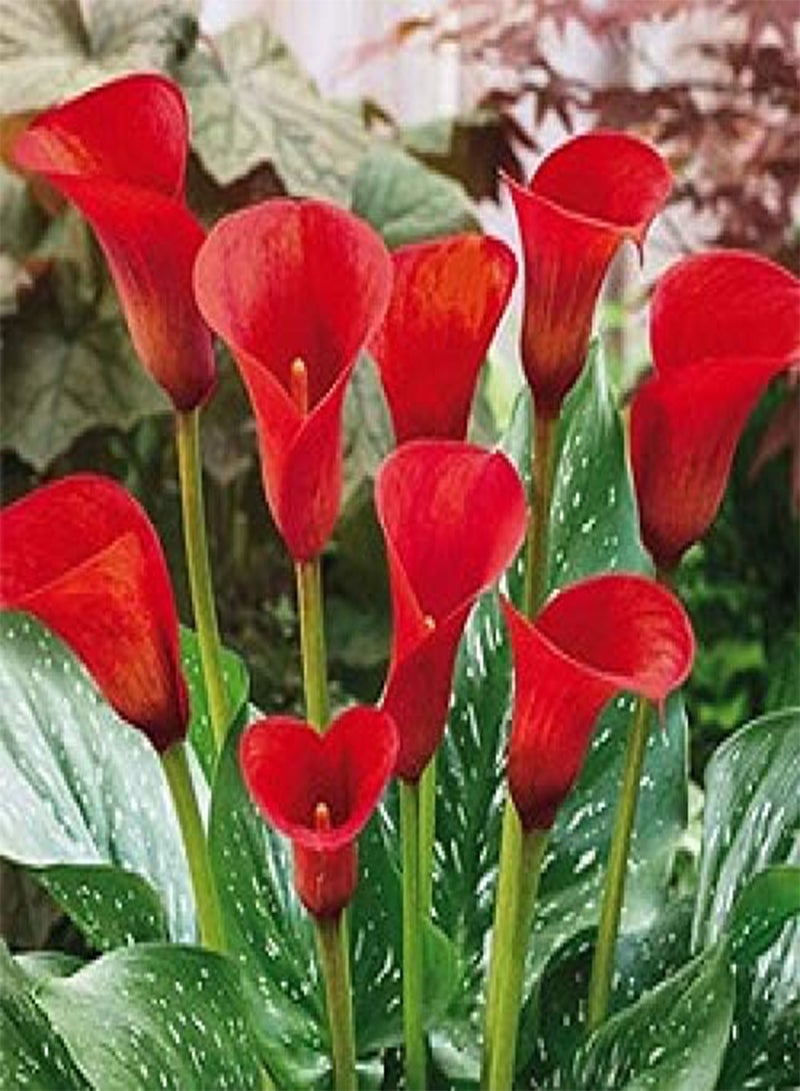 GGOOT 10pcs Red Calla Lily Flower Seeds - Image 1