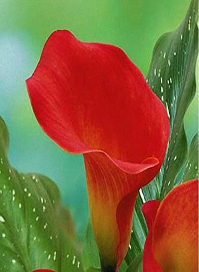 GGOOT 10pcs Red Calla Lily Flower Seeds - Image 2