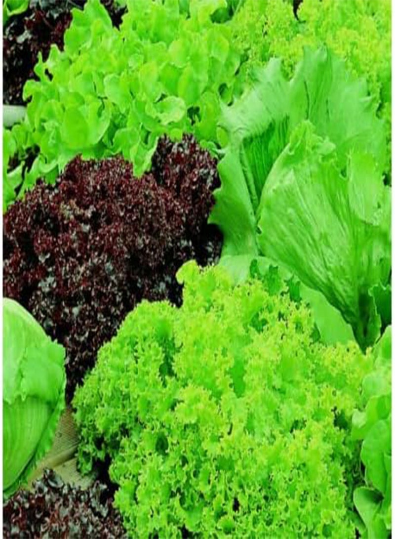 GGOOT 75 Seeds of Lettuce Seeds Headed Mix (Lettuce Lollo Rossa, Lollo Bionda,..)