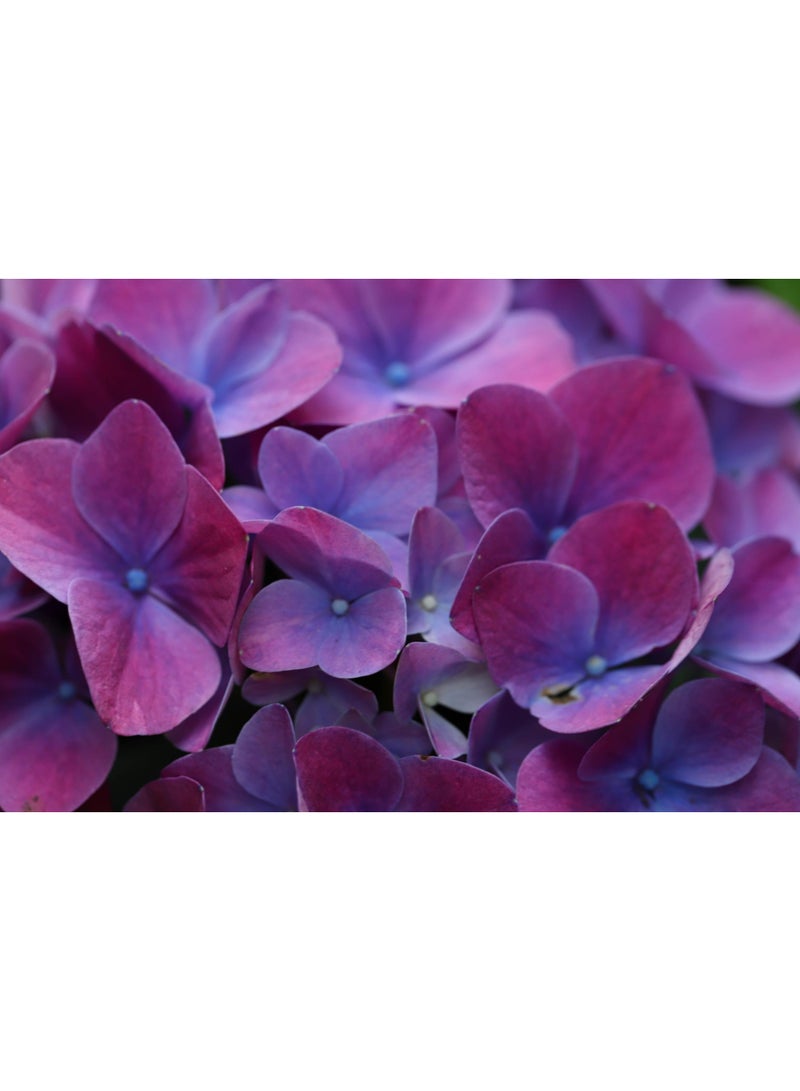 vsell24 PACK OF 3 Hydrangea Flower Seeds – Beautiful Colorful Garden Flowers for Home & Outdoor Planting - Image 4