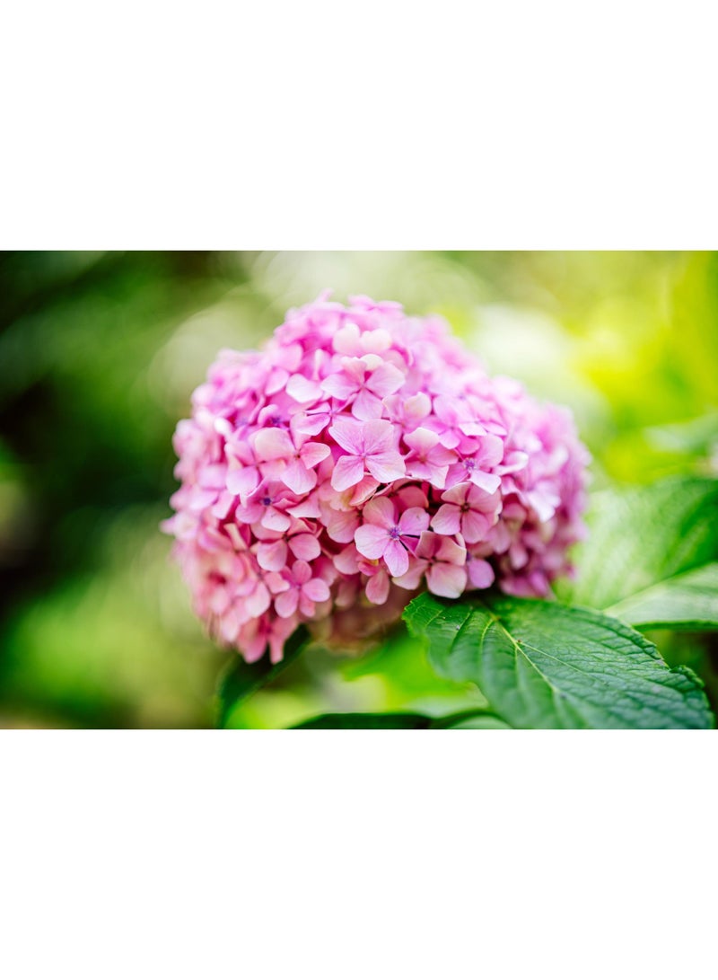 vsell24 PACK OF 3 Hydrangea Flower Seeds – Beautiful Colorful Garden Flowers for Home & Outdoor Planting - Image 2