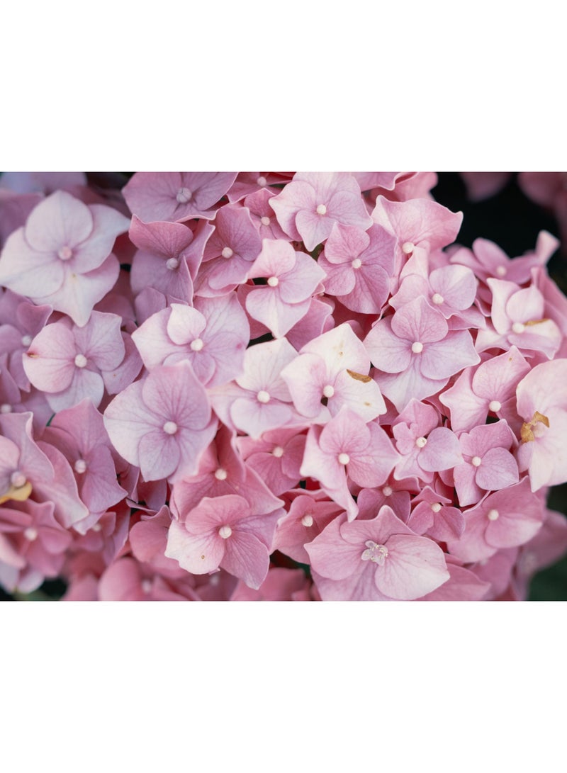 vsell24 PACK OF 3 Hydrangea Flower Seeds – Beautiful Colorful Garden Flowers for Home & Outdoor Planting - Image 5