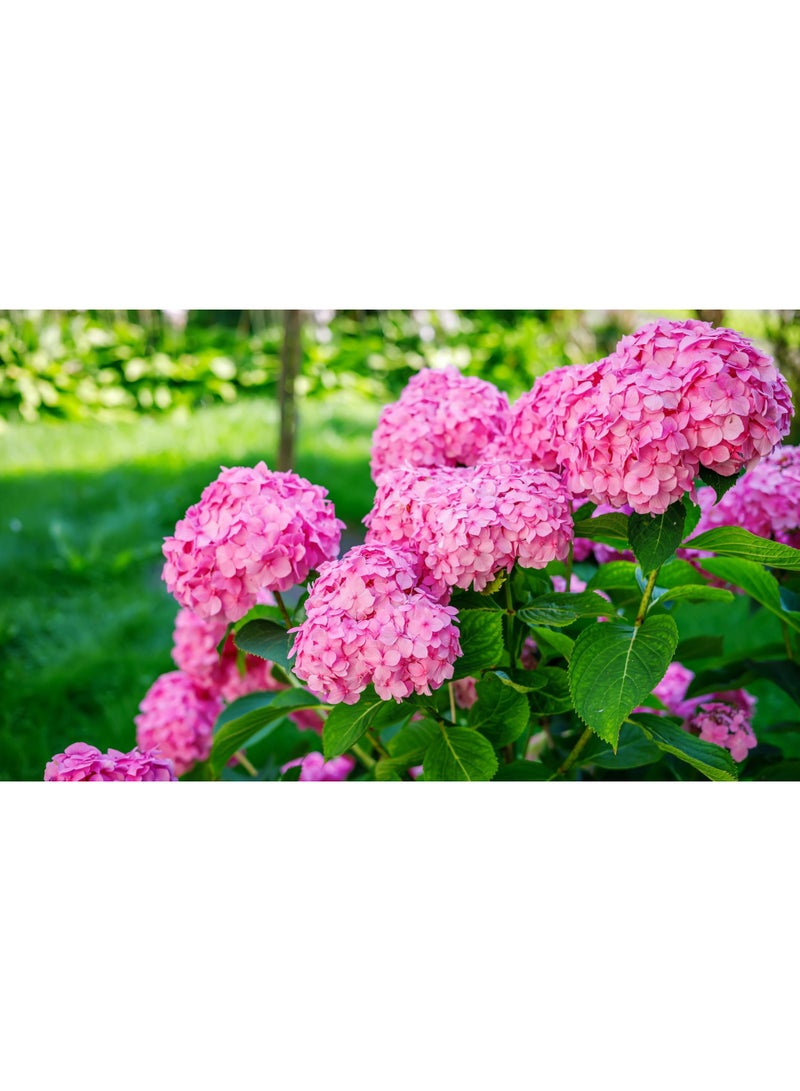 vsell24 PACK OF 3 Hydrangea Flower Seeds – Beautiful Colorful Garden Flowers for Home & Outdoor Planting - Image 3