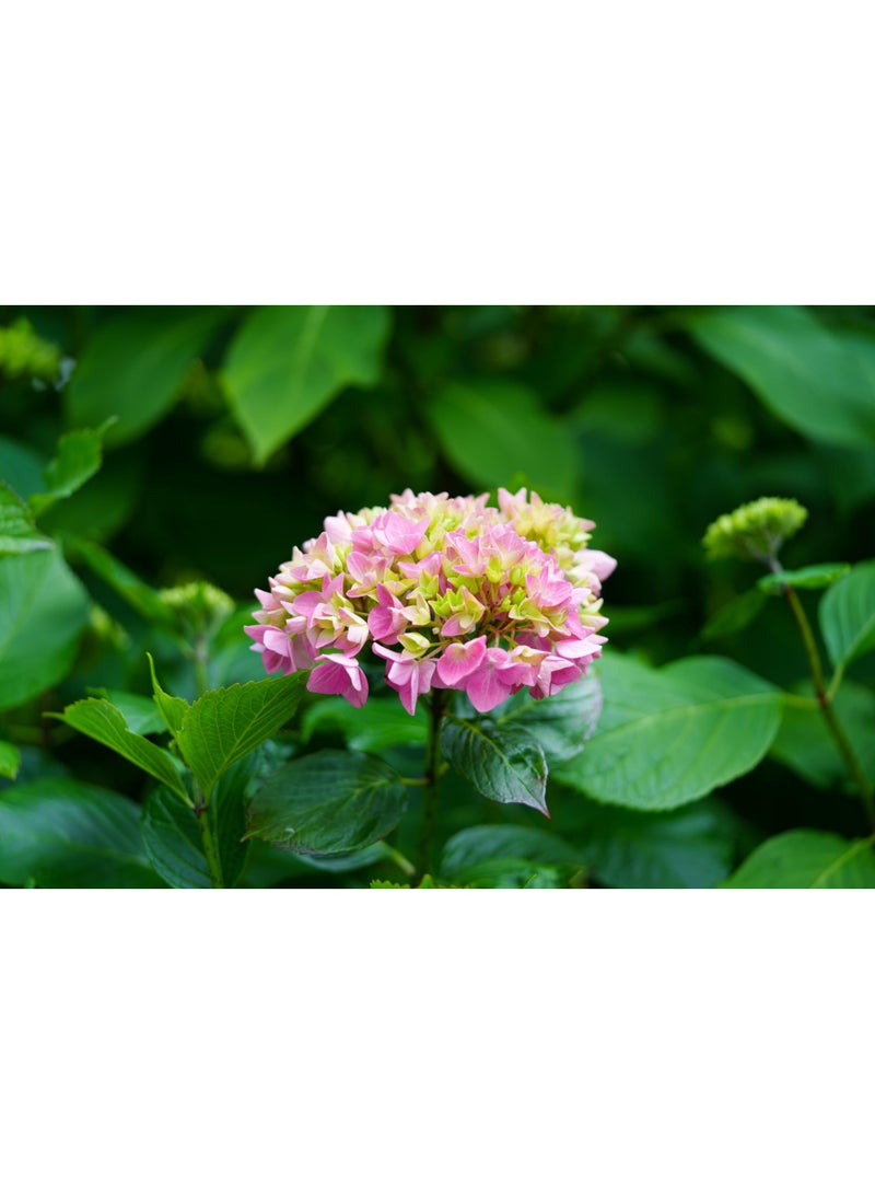 vsell24 PACK OF 3 Hydrangea Flower Seeds – Beautiful Colorful Garden Flowers for Home & Outdoor Planting - Image 1