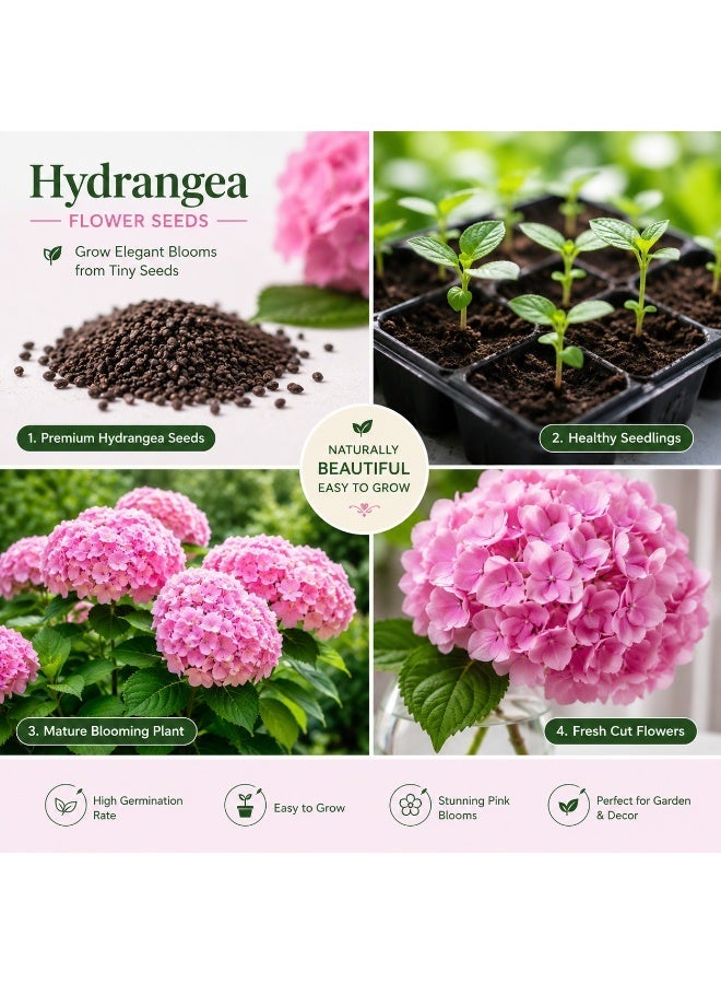 vsell24 PACK OF 3 Hydrangea Flower Seeds – Beautiful Colorful Garden Flowers for Home & Outdoor Planting - Image 2