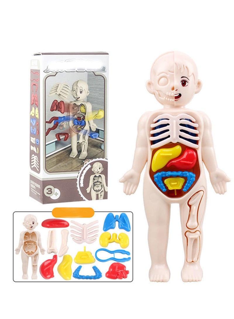 Excefore Human Body Model for Kids, 13Pcs Removable Human Torso Anatomy Model, Body Parts for Toddlers, Preschool Learning Toys, Age 4+, Medical Student Learning, School Education Display - Image 1