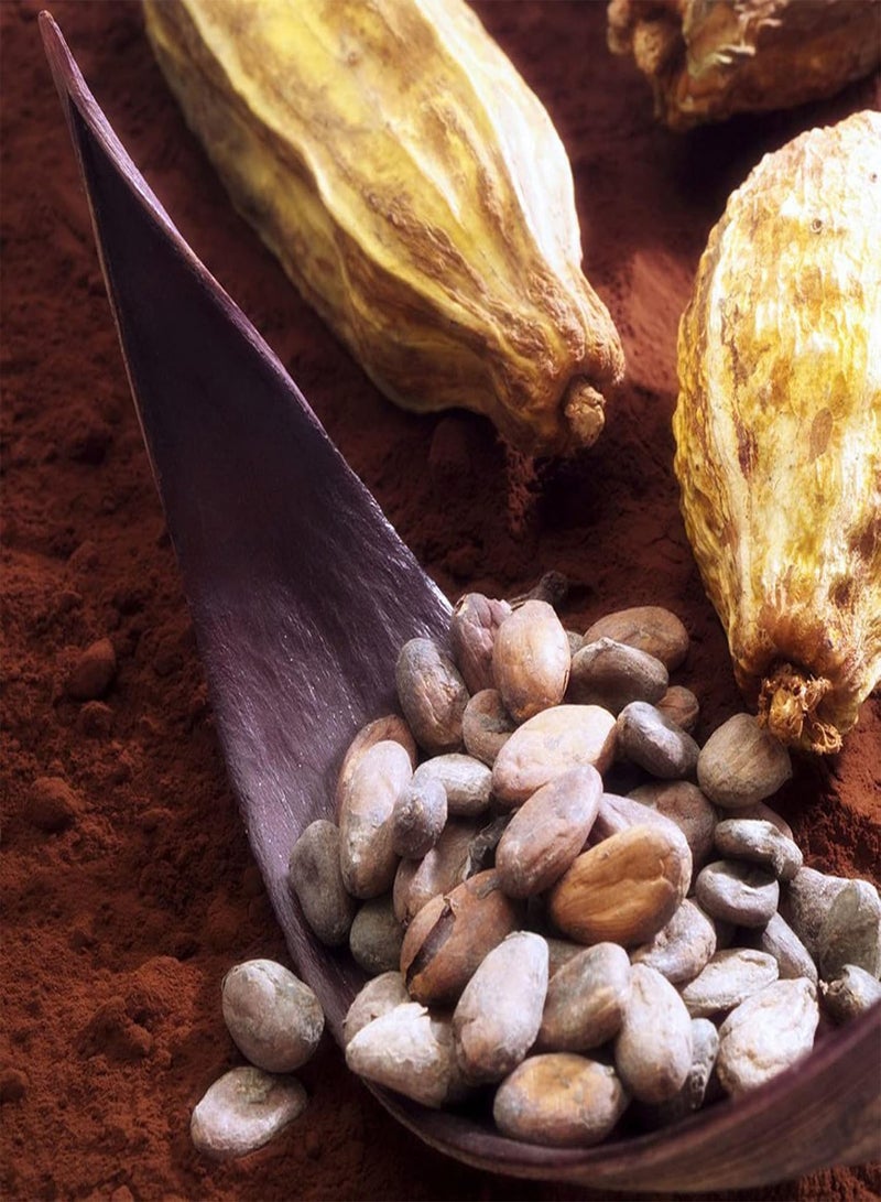 جي جوت بذور نباتية 20 قطعة/كيس بذور نباتية جميلة عالية الإنبات بذور ثيوبروما كاكاو طبيعية للحديقة - بذور - Image 4