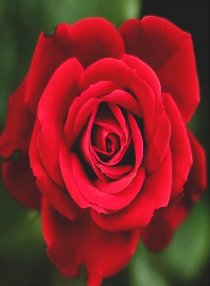 GGOOT Rugosa Rose Seeds-Outdoor Seeds UK Home Garden Collection Gift Seeds Planting Large Numbers High Germination Rate - Image 1