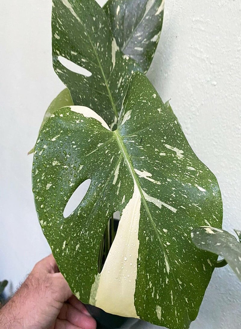 GGOOT 50Pcs Premium Flower Seeds Monstera Seeds Well-adapted Decorative Garden Supplies Quick Growing Monstera Ceriman Seeds for Office Seed - Image 4