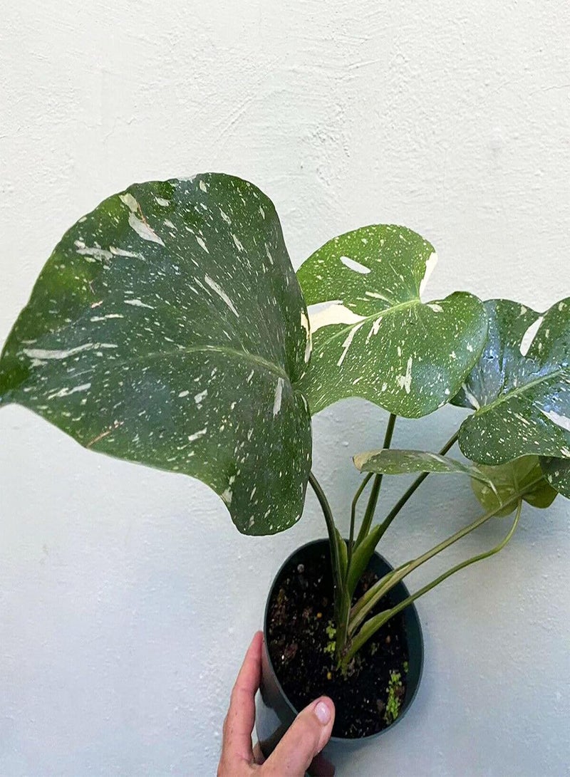 GGOOT 50Pcs Premium Flower Seeds Monstera Seeds Well-adapted Decorative Garden Supplies Quick Growing Monstera Ceriman Seeds for Office Seed - Image 5