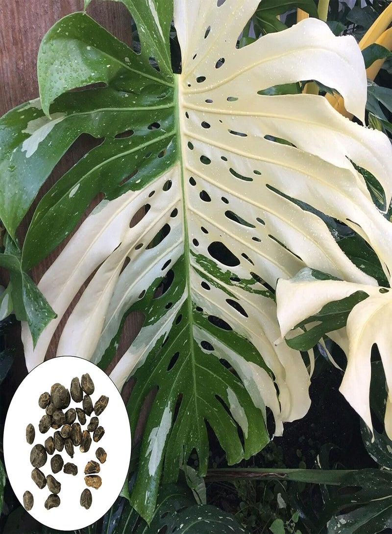 GGOOT 50Pcs Premium Flower Seeds Monstera Seeds Well-adapted Decorative Garden Supplies Quick Growing Monstera Ceriman Seeds for Office Seed - Image 2