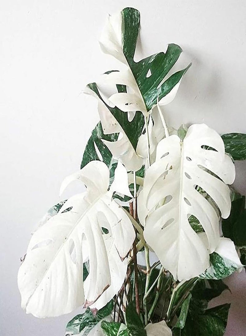 GGOOT 50Pcs Premium Flower Seeds Monstera Seeds Well-adapted Decorative Garden Supplies Quick Growing Monstera Ceriman Seeds for Office Seed - Image 1