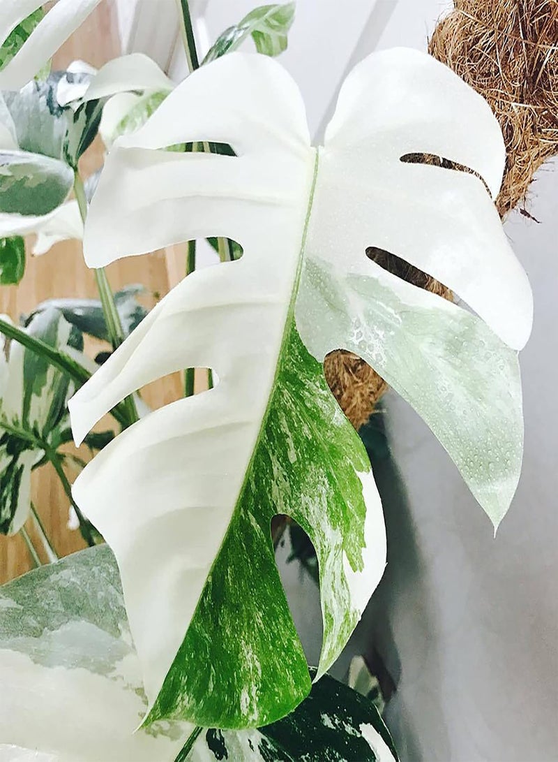 GGOOT 50Pcs Premium Flower Seeds Monstera Seeds Well-adapted Decorative Garden Supplies Quick Growing Monstera Ceriman Seeds for Office Seed - Image 3