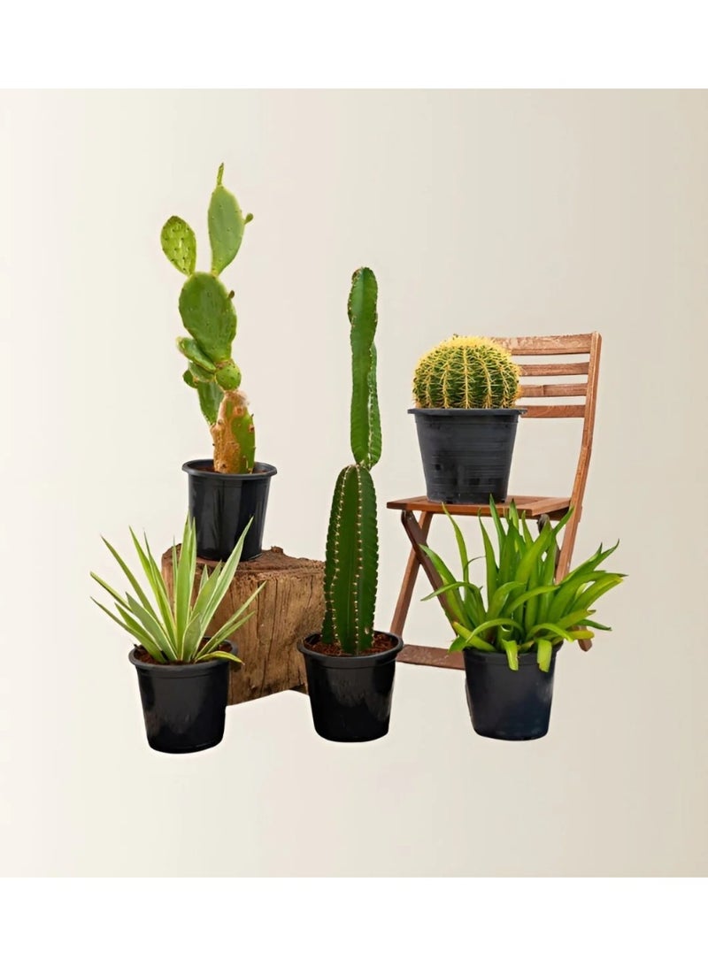 Cactus Plants Bundle  4 Live Cactus Varieties Including Agave Attenuata, Golden Barrel Cactus, Pachycereus Gaumeri & Opuntia Consolea  Low Maintenance Succulent Plants for Home & Office Décor