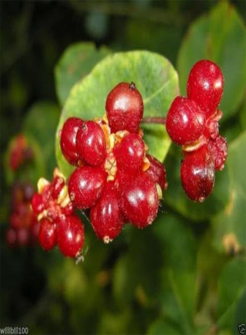 جي جوت (زهر العسل الأتروسكاني) نبات متسلق، أزهار عطرية - Image 2