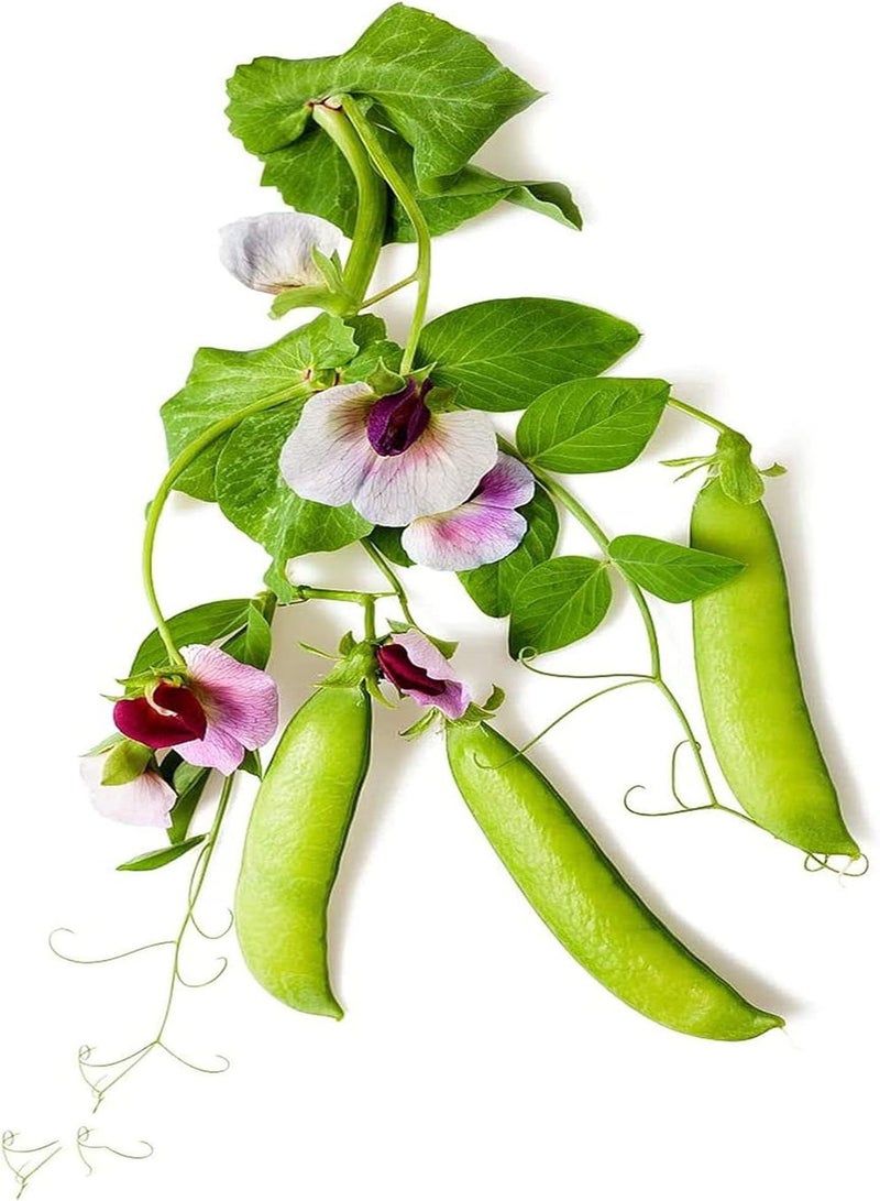 GGOOT 100pcs Pea Seeds Unique Shape Petals Green Pods Easy to Cultivate Heirloom Vegetables for Outdoor Farm Planting Create Beautiful Gardening Landscape - Image 1