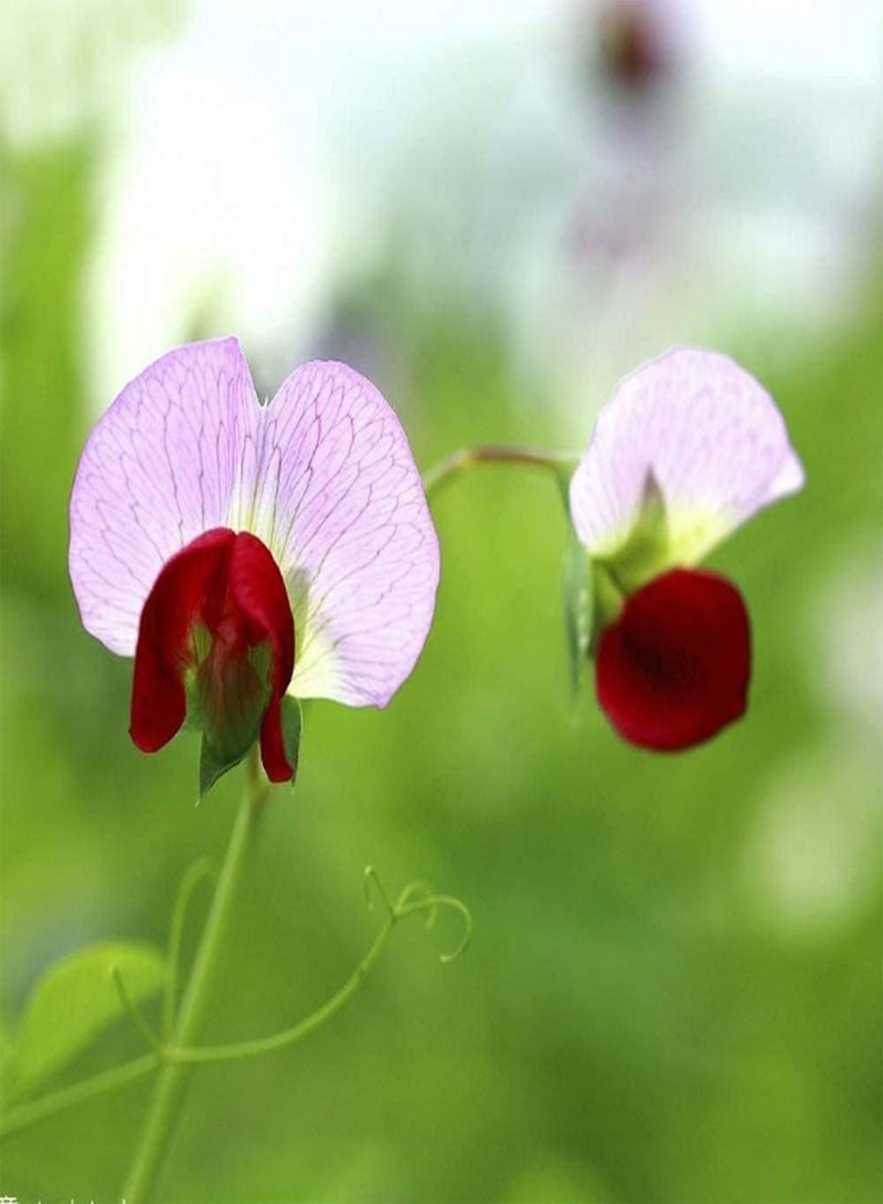GGOOT 100pcs Pea Seeds Unique Shape Petals Green Pods Easy to Cultivate Heirloom Vegetables for Outdoor Farm Planting Create Beautiful Gardening Landscape - Image 3