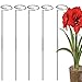 RAIKEDR RAIKEDR 30 Inch Plant Stakes for Flowers - 5 Pack, Stainless Steel Garden Tall Single Stem Support Stake Plant Cage  - Image 2