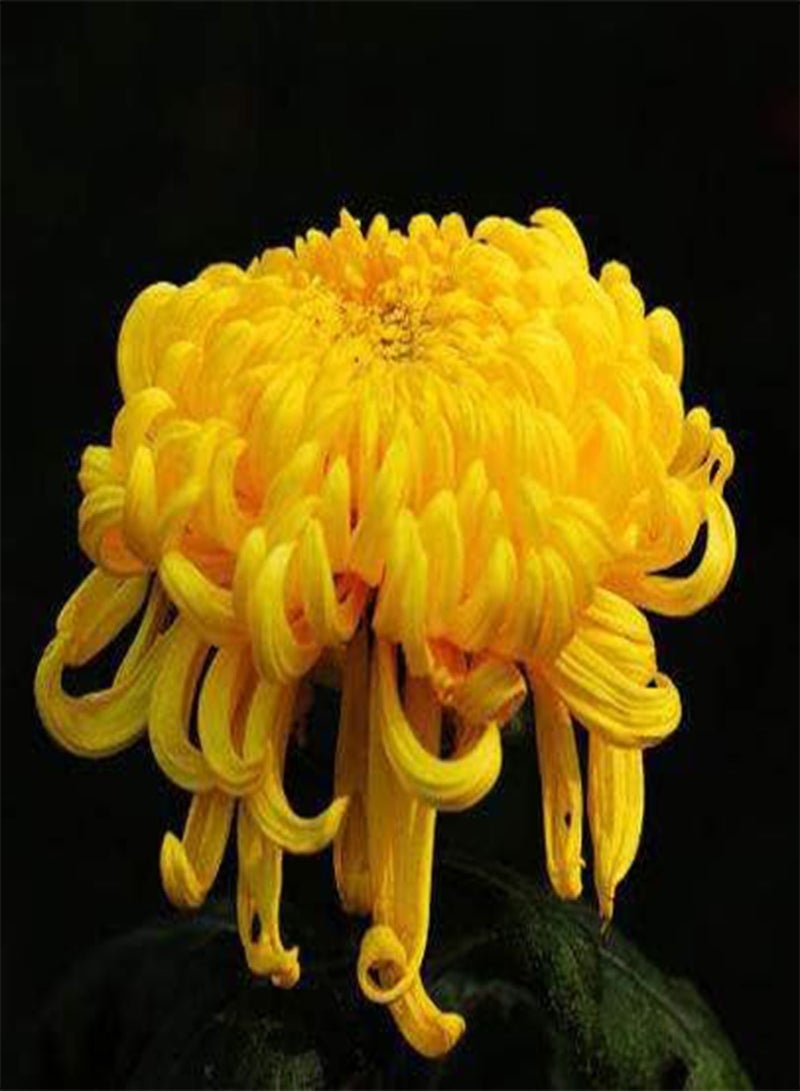 GGOOT 200Pcs Chrysanthemum Seeds Yellow Bright Colors Decoration Easy Fast Growth Flower Seed Planting in Garden Courtyard Balcony Terrace Strong Adaptability Don't Need Much Care - Image 2