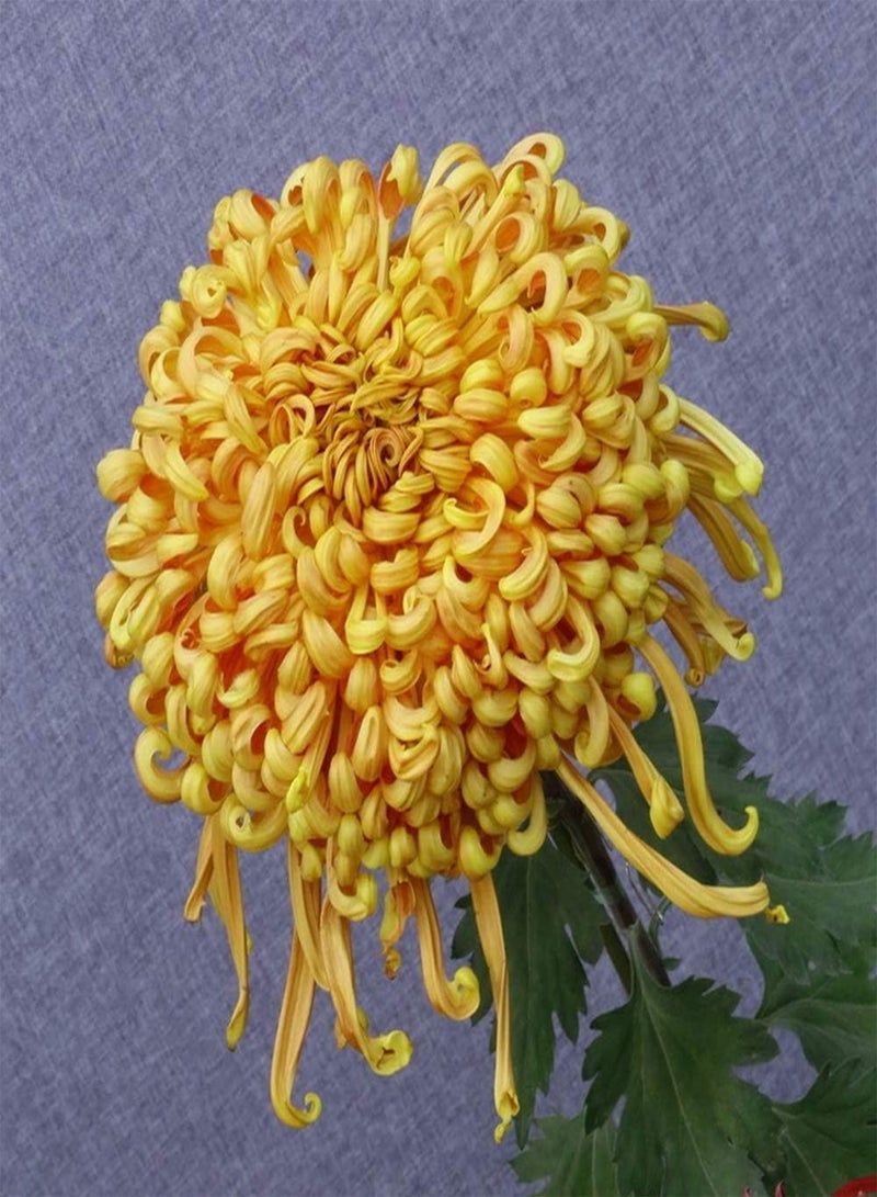 GGOOT 200Pcs Chrysanthemum Seeds Yellow Bright Colors Decoration Easy Fast Growth Flower Seed Planting in Garden Courtyard Balcony Terrace Strong Adaptability Don't Need Much Care - Image 1
