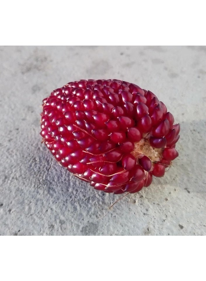 30 PCS Strawberry Corn Seeds For Home Garden Planting - Image 4