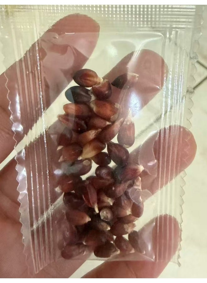 30 PCS Strawberry Corn Seeds For Home Garden Planting - Image 5