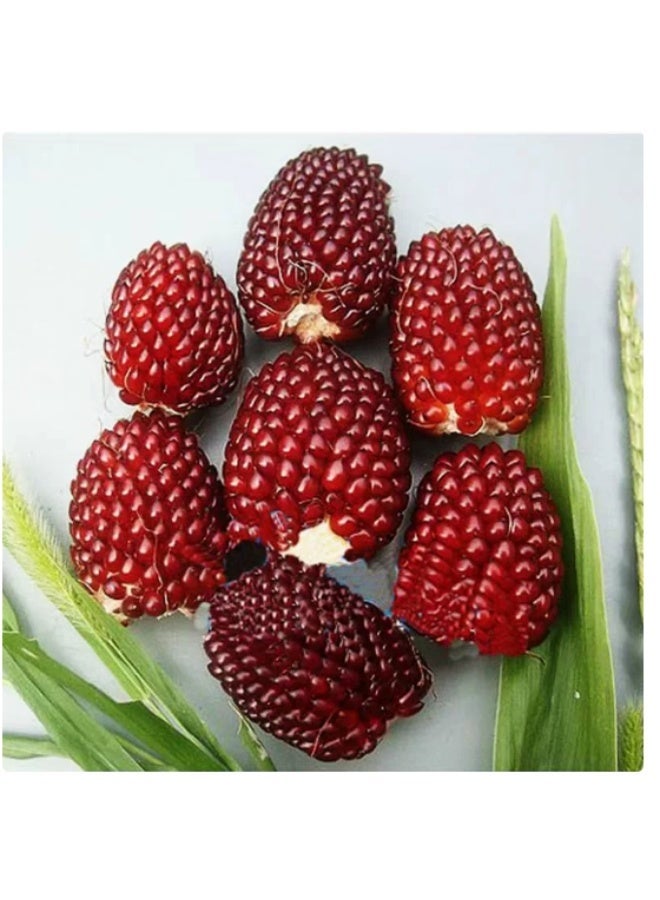 30 PCS Strawberry Corn Seeds For Home Garden Planting - Image 1