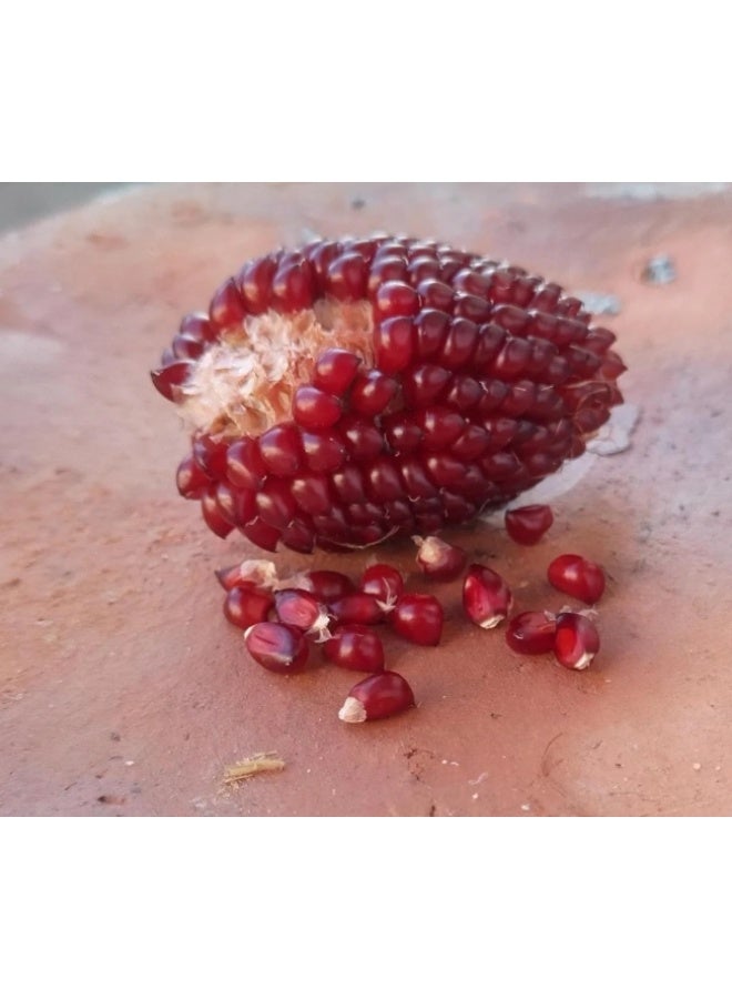30 PCS Strawberry Corn Seeds For Home Garden Planting - Image 3