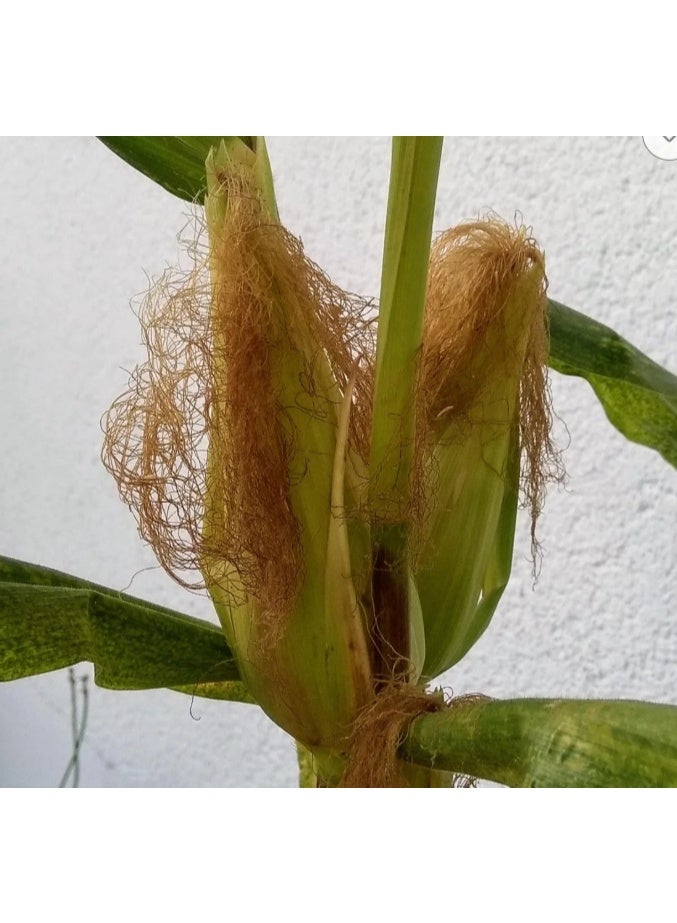 30 PCS Strawberry Corn Seeds For Home Garden Planting - Image 2