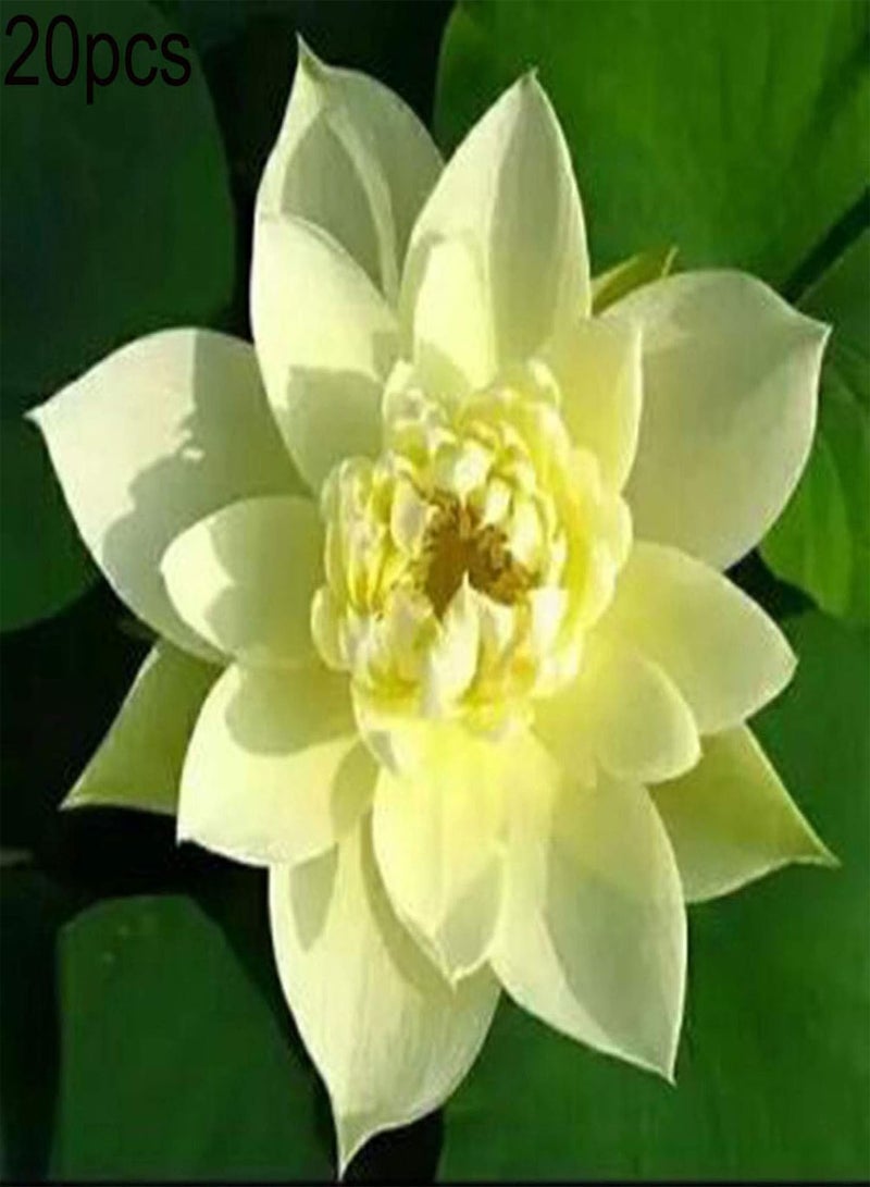 GGOOT Seed for Planting,20Pcs Bowl Lotus Seeds Bonsai Plants Home Garden Hydroponic Flower Decoration-Purple-Bowl Lotus Seeds  - Image 5