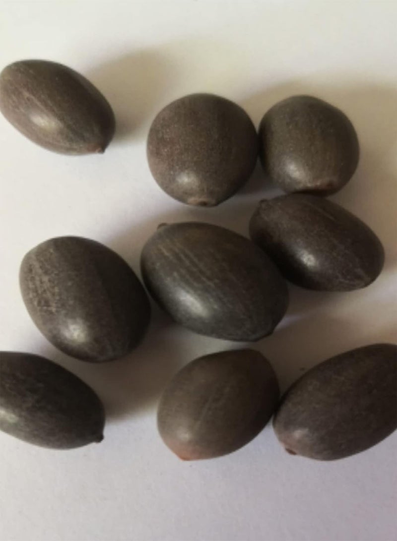 GGOOT Seed for Planting,20Pcs Bowl Lotus Seeds Bonsai Plants Home Garden Hydroponic Flower Decoration-Purple-Bowl Lotus Seeds  - Image 2