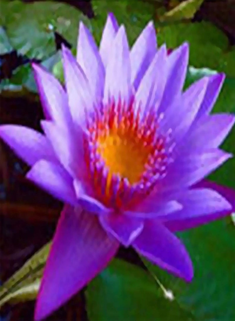 GGOOT Seed for Planting,20Pcs Bowl Lotus Seeds Bonsai Plants Home Garden Hydroponic Flower Decoration-Purple-Bowl Lotus Seeds  - Image 1