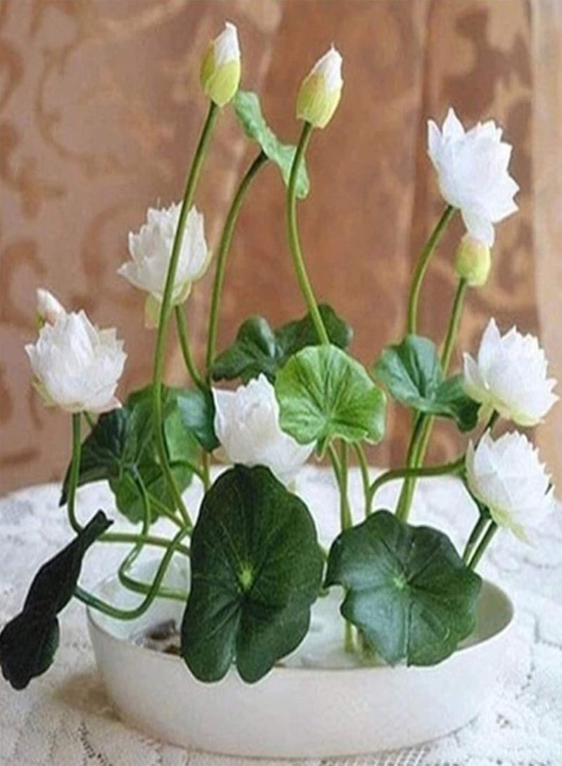 GGOOT Seed for Planting,20Pcs Bowl Lotus Seeds Bonsai Plants Home Garden Hydroponic Flower Decoration-Purple-Bowl Lotus Seeds  - Image 4