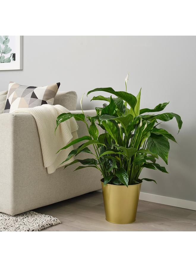 Zaboon Plant Pot, Brass-Colour, 24 Cm - Image 3