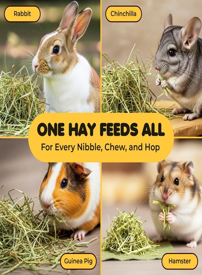 SunGrow Timothy Food, Ideal for Rabbits, Guinea Pigs, and Chinchillas, High-Fiber Hay for Digestion & Oral Care, Tasty Complement to Pets' Daily Meals, Vacuum-Sealed, Greenish Brown Grass, 3.5 oz - Image 5