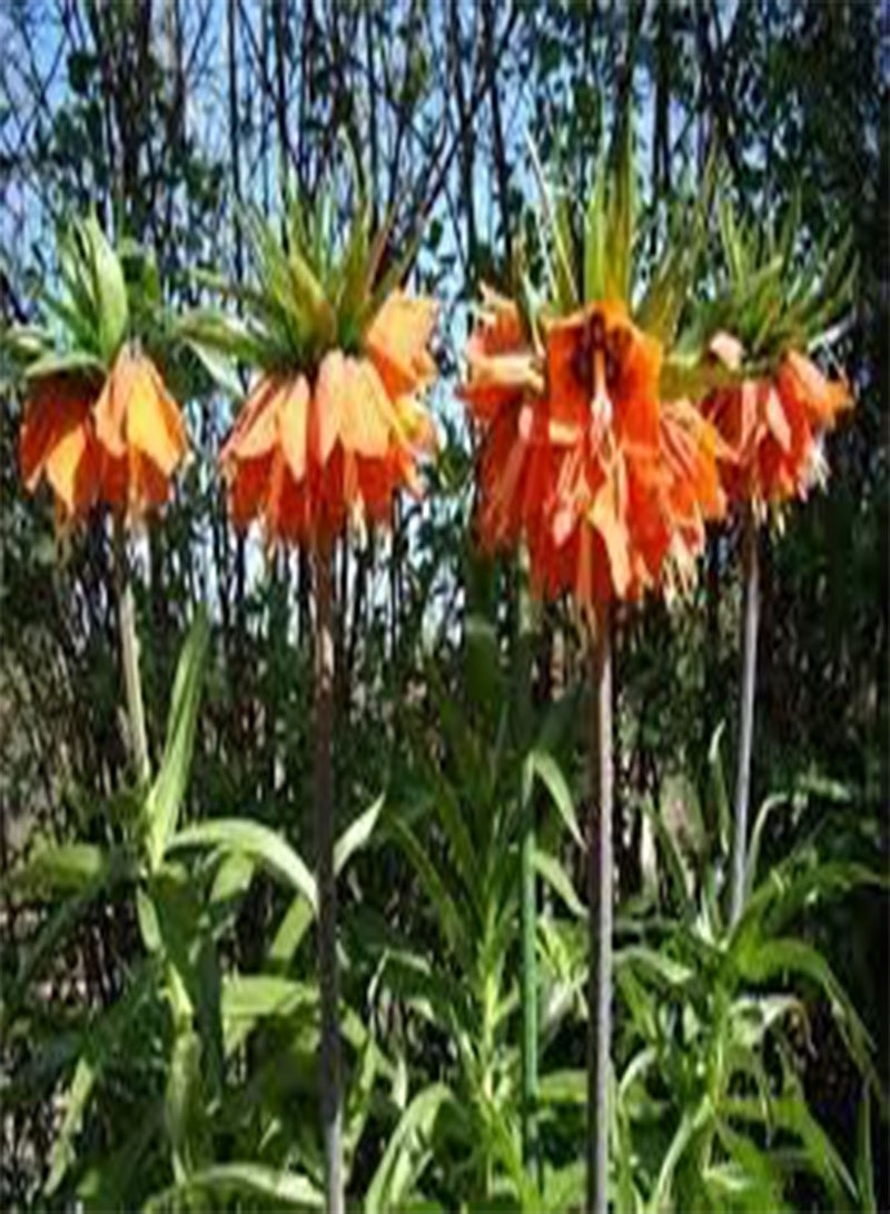 GGOOT seeds Fresh 30 PCS Fritillaria Flower Seeds for Planting Red